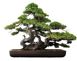 Bonsai