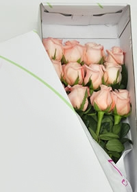 Flores a domicilio en Bogota Caja de Rosas Champagne Celebrity Por 12 Unidades